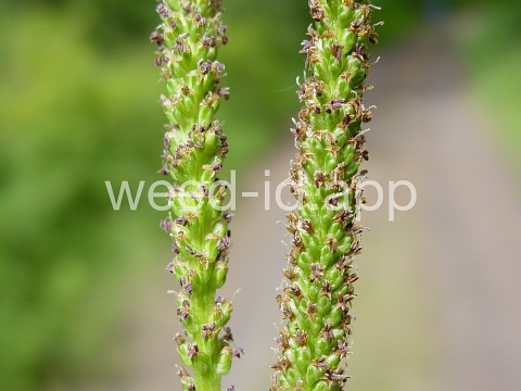 plantain, broadleaf